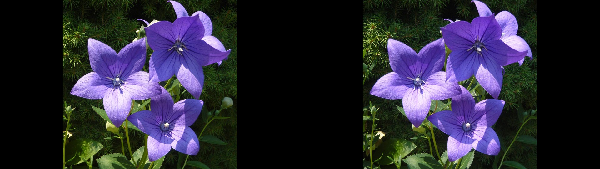 Balloon Flowers